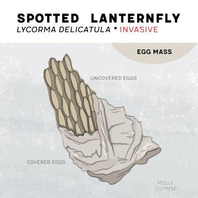 Spotted Lanternflies in Massachusetts and the US